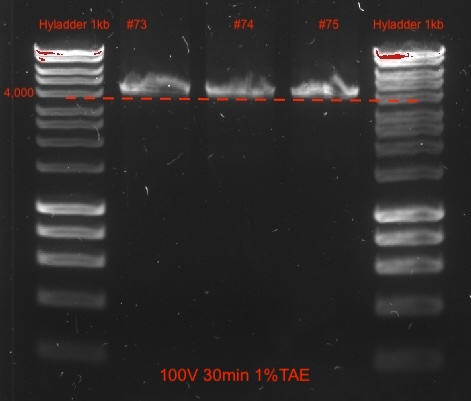 Gel confirming amplification of ~4 kb amplicons