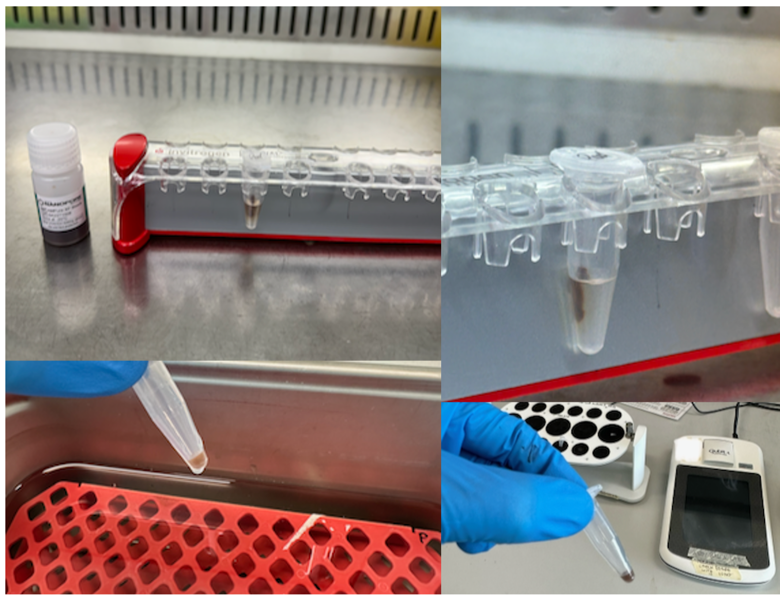 Bead clean-up of pooled end-prepped and adapter-ligated DNA library